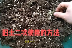 旧土二次利用的方法和注意事项视频封面