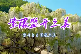 日本足利花园，白色紫藤盛开之美，太壮观了！视频封面