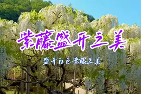 日本足利花园，白色紫藤盛开之美，太壮观了！视频封面