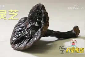 灵芝属于补益药，具有安神定志、健脾益气、止咳平喘作用视频封面