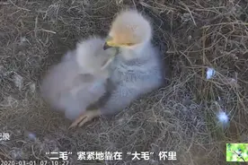 当父母不在家的时候，雏雕“二毛”紧紧地依偎着哥哥，让人唏嘘视频封面