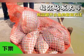小罗非闹窝下不了底，如何钓到大罗非，这些做窝技巧能够帮到你