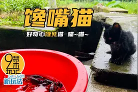 晚餐吃什么？小黑猫“煤球”第一次见龙虾和大鱼，好奇心馋死猫
