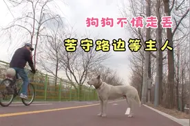 流浪狗守在路边，拒绝别人的收养，只为等待主人！视频封面