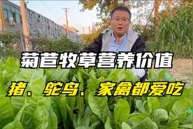 菊苣的营养价值高，适口性好，喂猪、鸵鸟等家禽的可以种一片视频封面