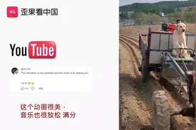 老外看中国抖音狗子帮主人分担工作搞笑日常 热评：又聪明 又可爱