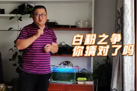 鱼缸里的白色粉末是啥？鱼友争论不休，它的突然消失，暴露了身份视频封面