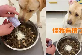 当面下药？狗子误把主人往食物里撒的粉末当毒药，满脸控诉惹爆笑视频封面