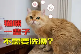 网友：猫咪一辈子不需要洗澡，给它洗澡会害死它！