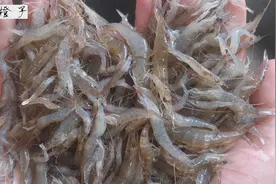 8块钱的小虾米，简单一做又香又辣太下饭了，给我牛肉都不换视频封面