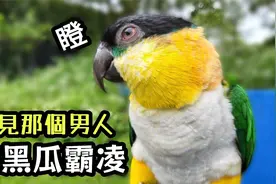 台湾小哥的建议：养凯克鹦鹉，你要把他当人看！视频封面