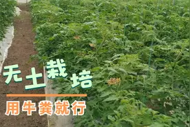 无土栽培想要成本低，直接用牛粪就行，用前别忘了发酵处理