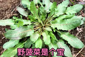 野菠菜别名“金不换”，被忽视的宝藏植物，看看到底有啥用途？视频封面