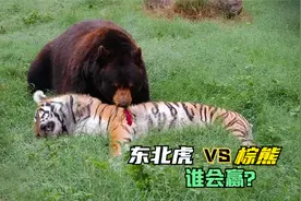 棕熊有何厉害之处，能手撕百兽之王东北虎？东北虎和棕熊谁更厉害