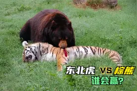 棕熊有何厉害之处，能手撕百兽之王东北虎？东北虎和棕熊谁更厉害视频封面