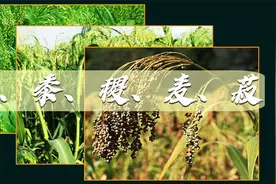 国风至味系列：五谷是什么？稻、黍、稷、麦、菽【卢宝荣】视频封面