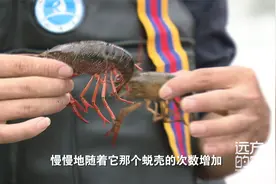 他用两年半时间念完大学，回乡养殖小龙虾带领农民致富视频封面