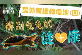 室外黄缘种龟池(四)  | 轻松养龟！几个方法教你辨别龟龟的健康！