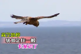 红隼为何能高空悬停？要不是亲眼所见都不信是真的，太完美了！视频封面