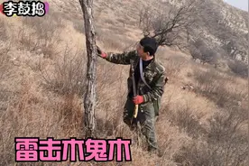 老李经过放羊高人指点，翻越高山在山顶寻到雷击木鬼木，太难得视频封面