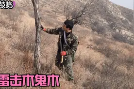 老李经过放羊高人指点，翻越高山在山顶寻到雷击木鬼木，太难得视频封面