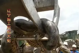 辽宁施工挖出大蛇，工头梦中遇其求情，毫不在意酿成大祸。视频封面