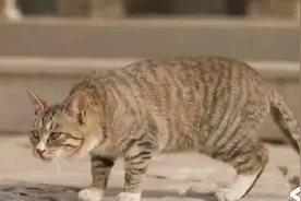流浪猫每年增加近千万只，该如何妥善处置呢，居民提出建议丨向前视频封面