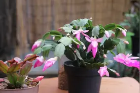 养护蟹爪兰，这些工作做妥当，从扦插到开花只需半年时间视频封面