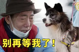 狗狗独守空屋一年，每天期盼主人回家，与主人重逢之后却是离别