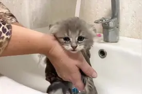 主人帮小猫咪洗澡，小猫咪喵喵叫个不停，是在撒娇还是抗议呢？视频封面
