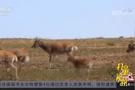 记者探访：可可西里有个藏羚羊“孤儿院”|中国新闻视频封面