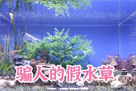漂亮但骗人的假水草，万年藓和鹿角榕，网购水草植物你踩坑了吗？