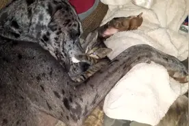 小猫受疾病困扰，狗狗形影不离保护小猫，网友：像极了爱情视频封面