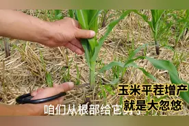 网传玉米平茬剪头能增产，真要做了肠子能悔青，耽误庄稼可是一季