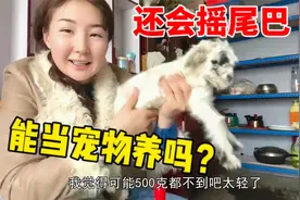 3月牧民家里臭气熏天?新疆丫头养2只小羔当宠物,长大了可怎么舍得视频封面
