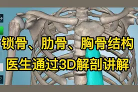 肋骨、锁骨与胸骨，医生通过3D解剖讲解，复杂问题简单化