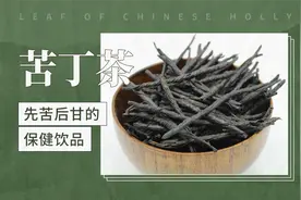 苦丁茶——先苦后甘的保健饮品视频封面