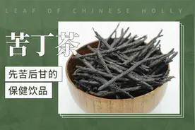 苦丁茶——先苦后甘的保健饮品视频封面