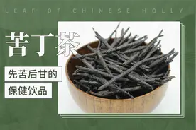 苦丁茶——先苦后甘的保健饮品视频封面
