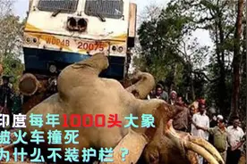 印度大象太惨了，每年1000头被火车撞死！为啥不装护栏？视频封面