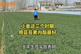 小麦在这几个时期，打芸苔素内酯，效果好增产显著视频封面