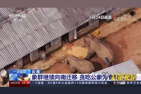 大象去哪儿？云南象群继续向南迁移，贪吃公象为食物起摩擦视频封面