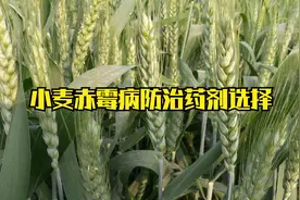 小麦该防赤霉病了，选择哪些药剂效果好？四类杀菌剂是首选！视频封面