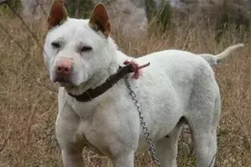 最适合捕猎的土狗，被“遗忘”的猎犬，真正天生实力视频封面