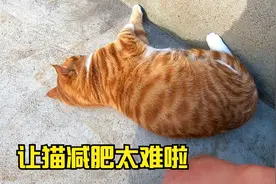 胖的连树都不会爬的猫咪，让它减肥太难了，没走两步就躺下了