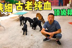 分享陕西纯种顶级细犬，长耳毛羊鼻梁是特点，看家狩猎护主是优点视频封面