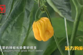 传统种植的灯笼椒和新农业种植出来的有什么区别？视频封面