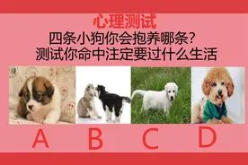 心理测试：四条小狗你会抱养哪条？测试你命中注定要过什么生活视频封面