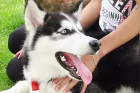 哈士奇和狼犬生出的小狗狗，超可爱！视频封面
