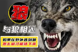 如果在野外遇到狼，怎么做才能活下来？我们能打得过狼吗？视频封面